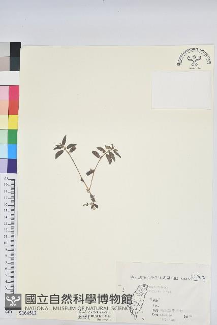 乳仔草藏品圖，第1張