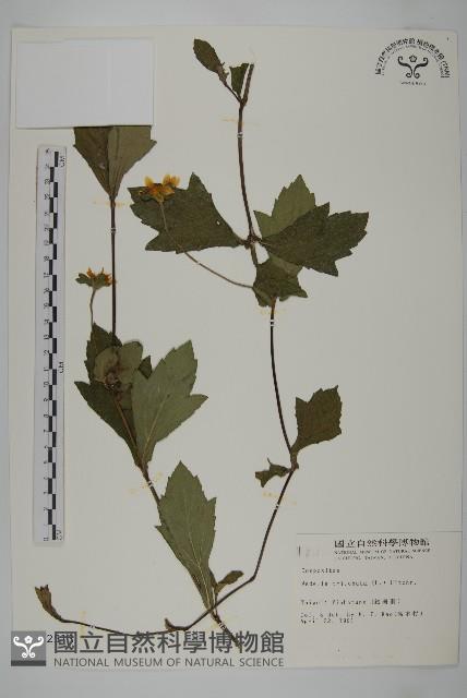 南美蟛蜞菊、三裂葉蟛蜞菊藏品圖，第1張