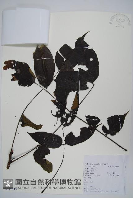 南酸棗藏品圖，第1張