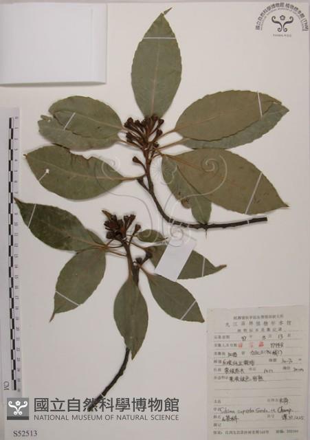 木荷藏品圖，第1張