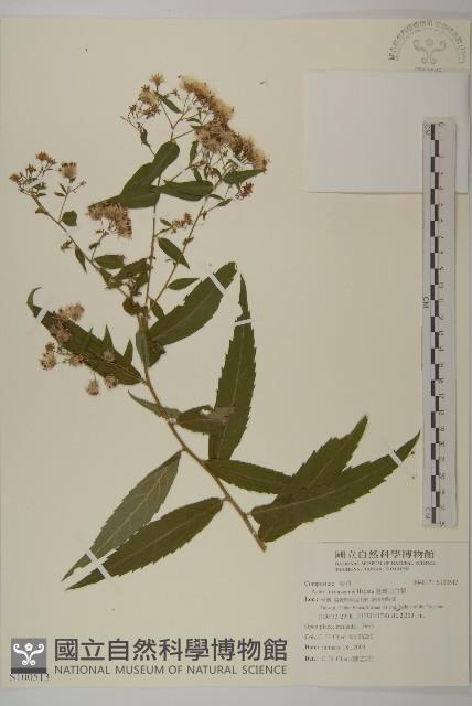 臺灣山白蘭藏品圖，第1張