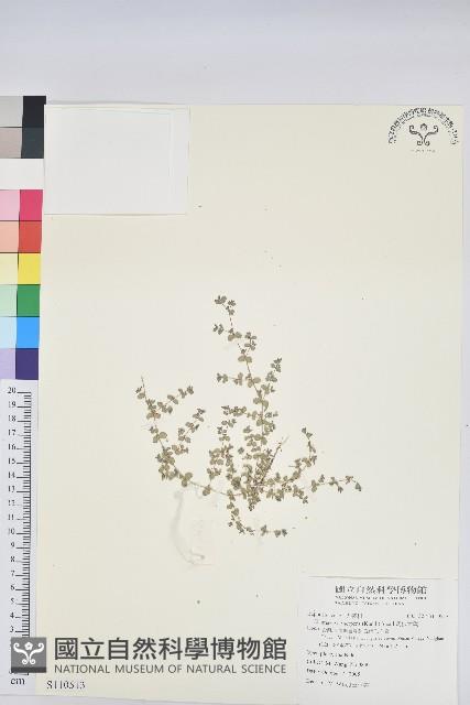 匐根大戟藏品圖，第1張