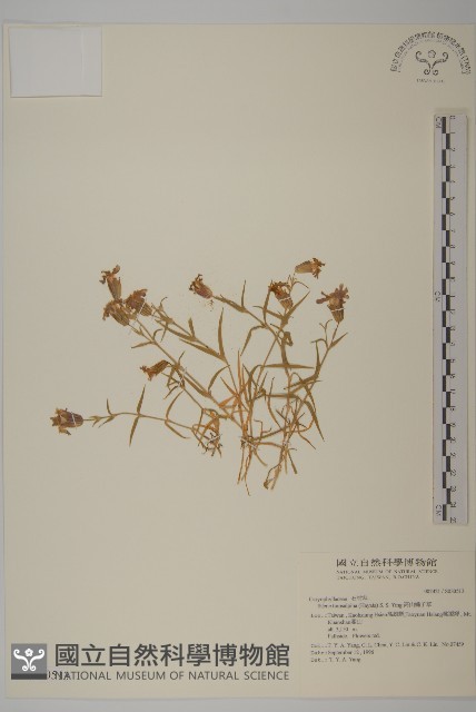 高山蠅子草藏品圖，第1張