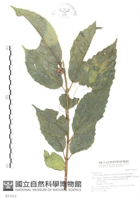 對葉榕藏品圖，第1張