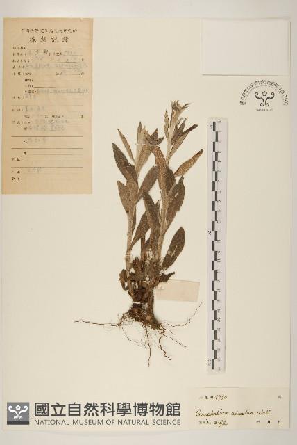 紅面番藏品圖，第1張