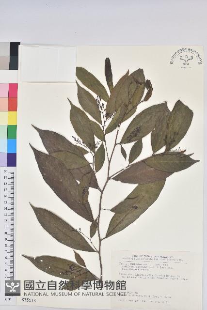 密花五月茶藏品圖，第1張