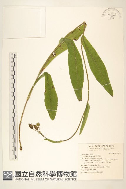 苦苣菜藏品圖，第1張