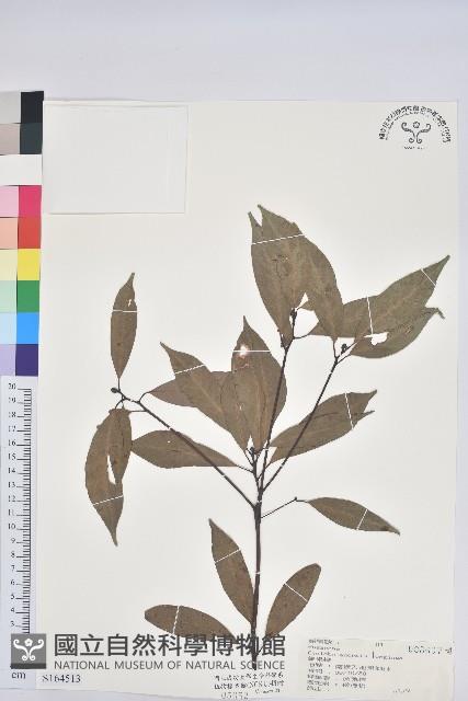 錐果櫟藏品圖，第1張