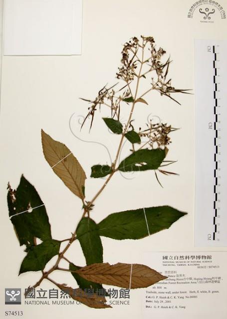 旋莢木藏品圖，第1張