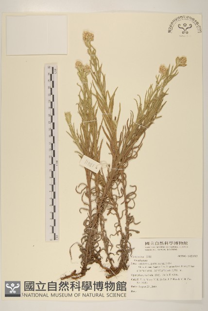 登錄號:S123513藏品圖，第1張