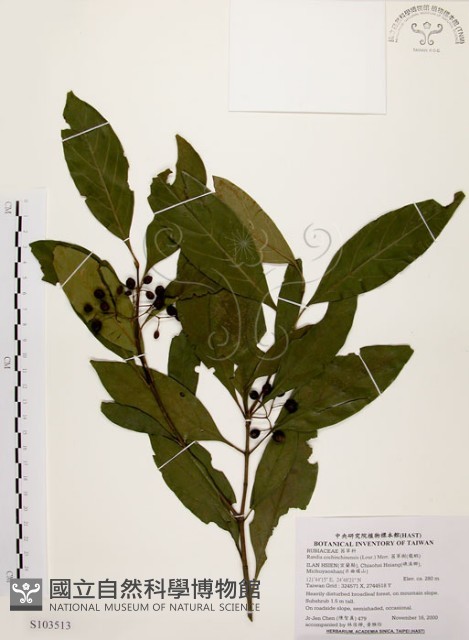 茜草樹藏品圖，第1張