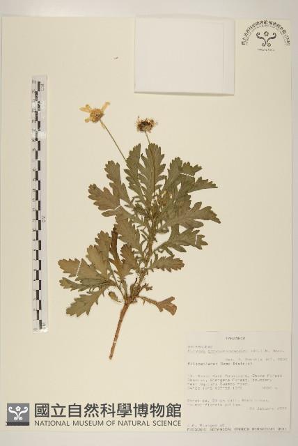 情人菊藏品圖，第1張