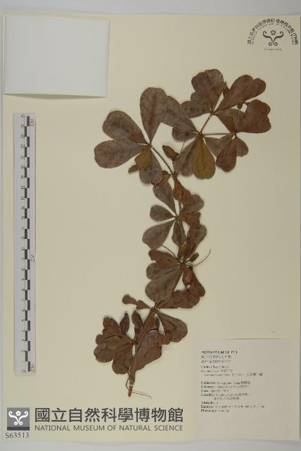 小葉欖仁藏品圖，第1張