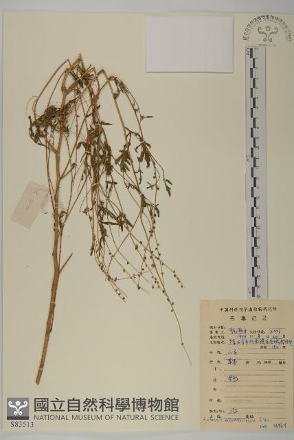 豬草、瘤果菊藏品圖，第1張