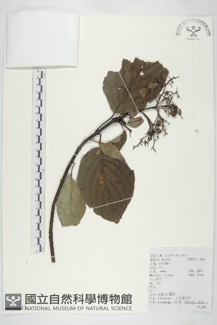 長圓葉萊木藏品圖，第1張