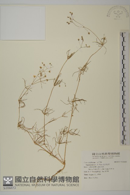 大瓜槌草藏品圖，第1張
