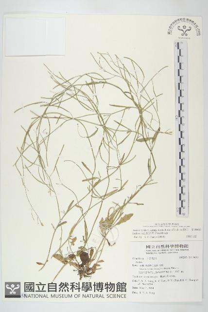 玉山筷子芥藏品圖，第1張