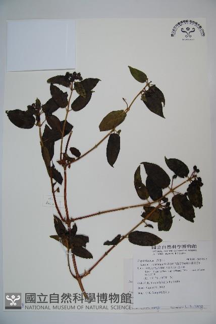 阿里山忍冬、漸尖葉忍冬藏品圖，第1張
