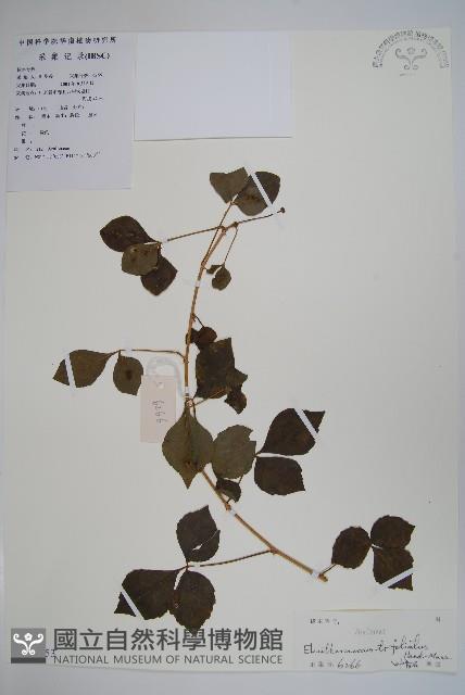 三葉五加藏品圖，第1張