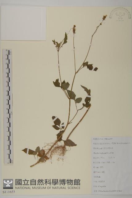 鬼針舅藏品圖，第1張