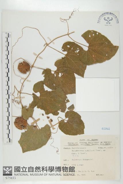 青牛膽藏品圖，第1張