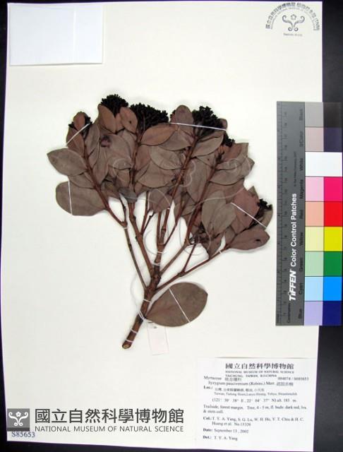 疏脈赤楠藏品圖，第1張