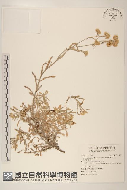 分枝鼠麴草藏品圖，第1張