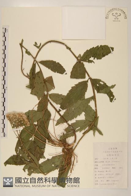 佩蘭藏品圖，第1張