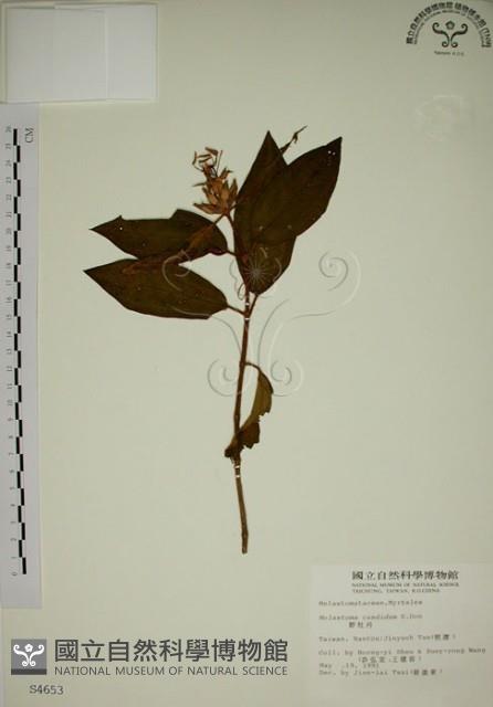 野牡丹藏品圖，第1張