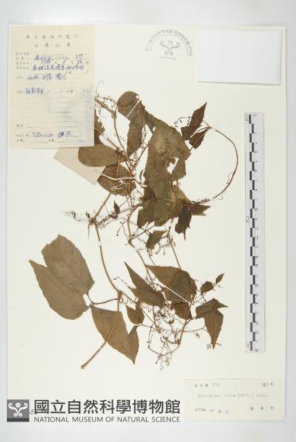 Accession Number:S044653 Collection Image, Figure 1, Total 3 Figures