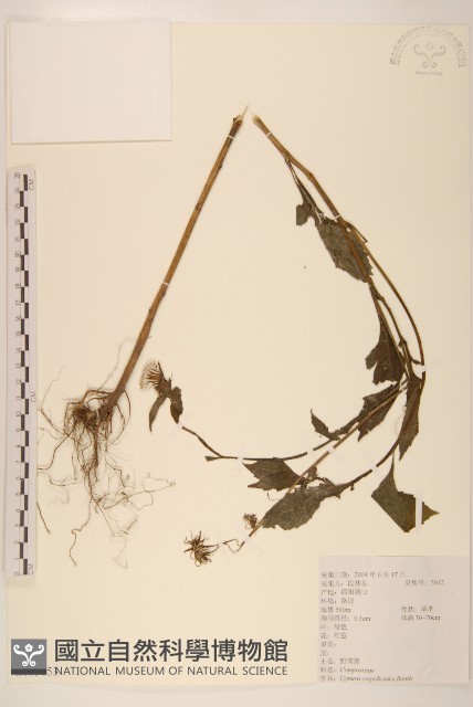 野茼蒿藏品圖，第1張