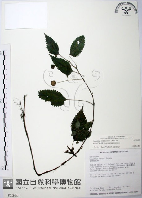 長梗盤花麻藏品圖，第1張