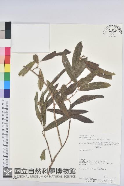 登錄號:S053653藏品圖，第1張