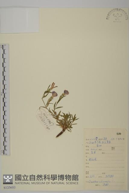 Rainbow pink, Chinese pink Collection Image, Figure 1, Total 2 Figures