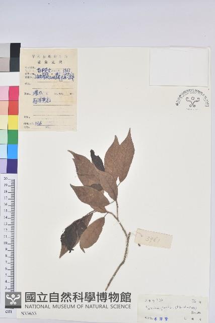 留萼木藏品圖，第1張