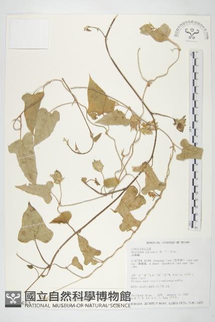 吊鐘藤藏品圖，第1張