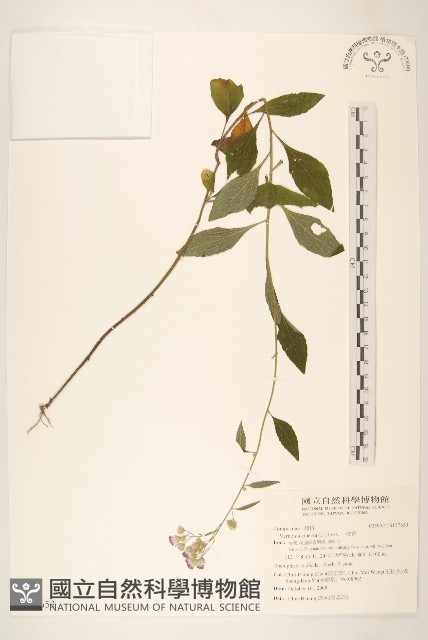 一枝香藏品圖，第1張