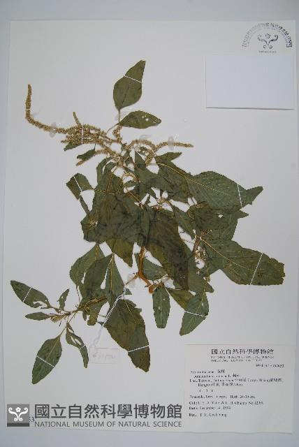 刺莧藏品圖，第1張