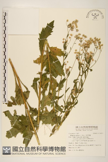 白頂飛蓬藏品圖，第1張