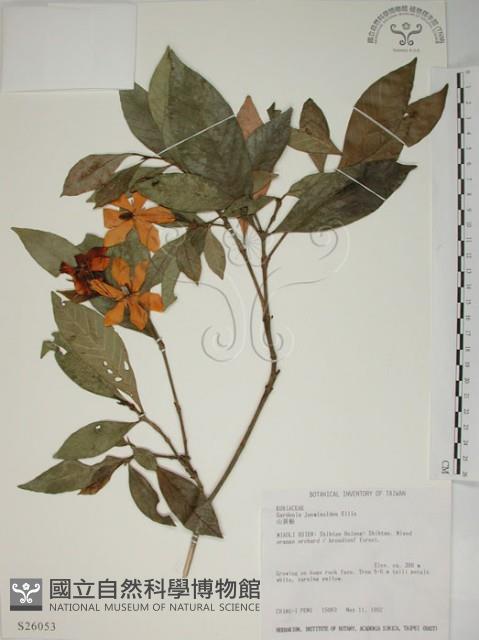 山黃梔藏品圖，第1張