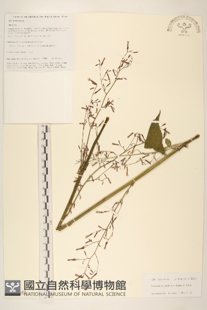 登錄號:S106053藏品圖，第1張
