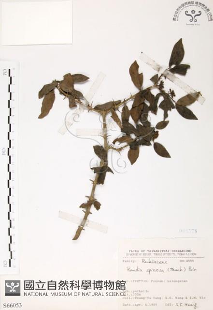 對面花藏品圖，第1張