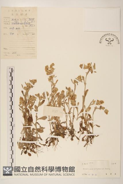 多莖鼠麴草藏品圖，第1張