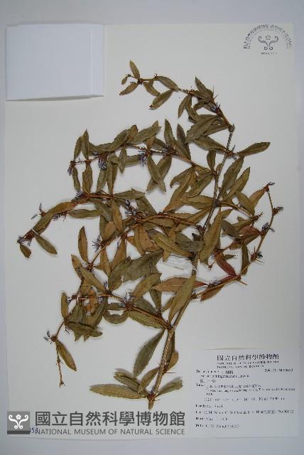 臺灣小蘗藏品圖，第1張