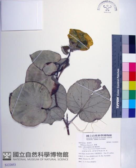 黃槿藏品圖，第1張