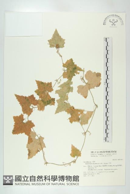 天花藏品圖，第1張