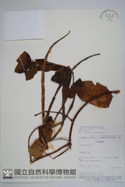 登錄號:S101053藏品圖，第1張