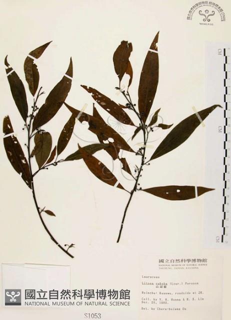 山胡椒藏品圖，第1張