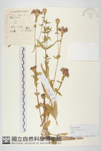 百日菊藏品圖，第1張