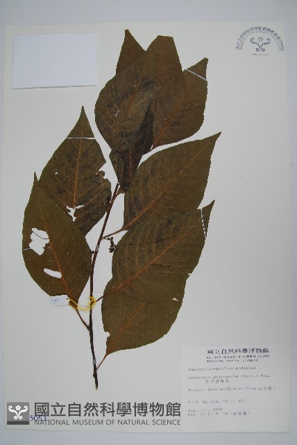 多子漿果莧藏品圖，第1張